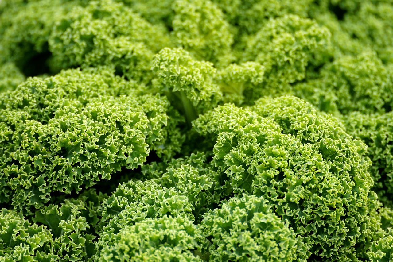 green cabbage, kale, agriculture, vegetable, vegan, food, kale, kale, kale, kale, kale