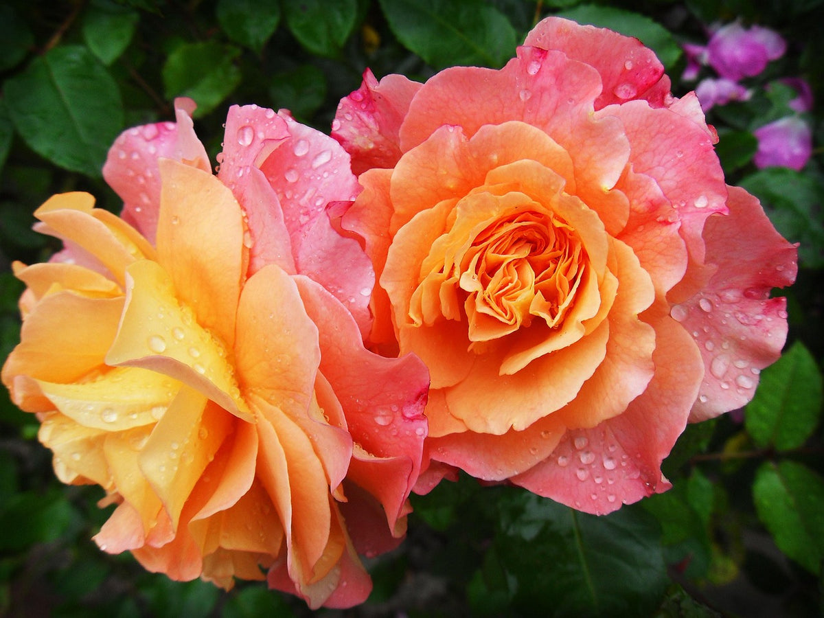 flowers, petals, flower background, dew, dewdrops, beautiful flowers, flower wallpaper, droplets, roses, bloom, blossom, flowering plant, ornamental plant, plant, flora, nature, garden, closeup