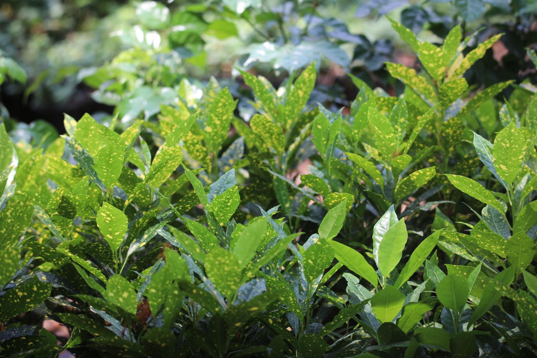 Vibrant green leaves with yellow spots in a sunlit garden, serene and fresh.